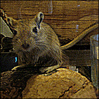 A young brown gerbil sits on a log.