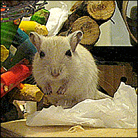 A young white / light grey gerbil sits and faces forwards.